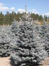 Colorado Spruce